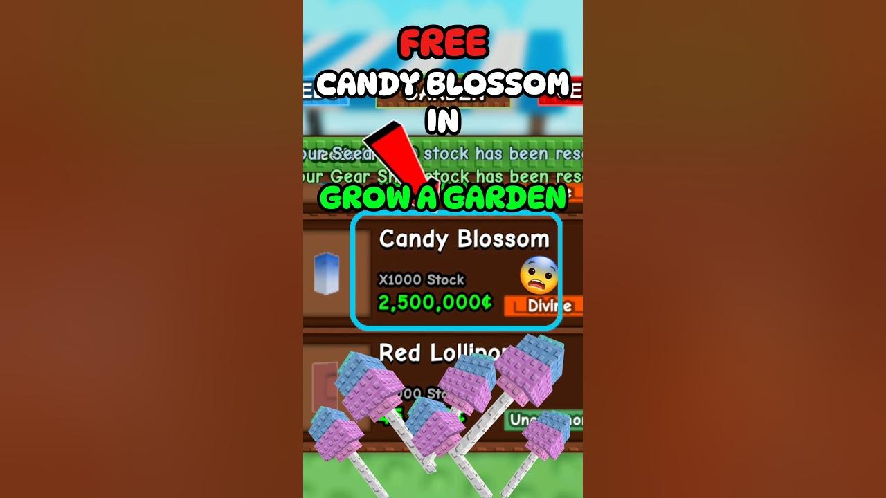CANDY BLOSSOM IS BACK IN GROW A GARDEN #roblox #growagarden #robloxshorts #shorts CANDY BLOSSOM IS BACK IN GROW A GARDEN #roblox #growagarden #robloxshorts #shorts