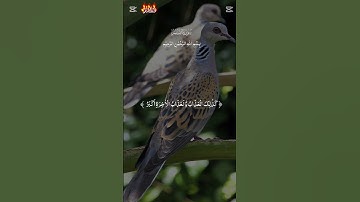 سورة القلم #القرآن_الكريم #المصحف #الشيخ_ماهر_المعيقلي