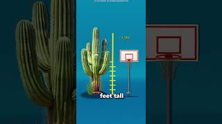 Never Shoot A Cactus 