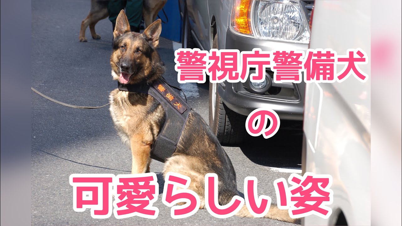 警視庁警備犬の可愛らしい姿 Youtube 警視庁警備犬の可愛らしい姿 Youtube
