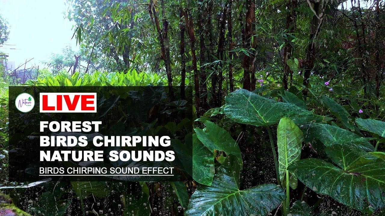 Forest Birdsong Relaxing 🔴 LIVE | Nature Sounds Birds Chirping ...