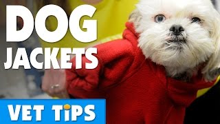Should you get your dog a jacket? | Bondi Vet