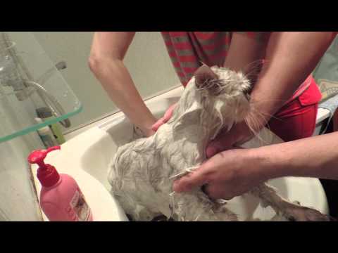 Как помыть кота, если он не любит воду