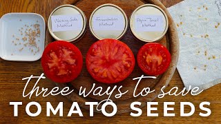 Three Ways to Save Tomato Seeds: Washing Soda Method, Fermentation, and Using Paper Towels