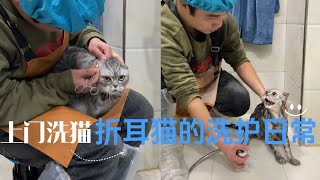 上门洗猫 银渐层洗护 宠物医院都洗不了的猫是什么样的？