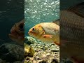 Golden Dorado - Ferocious Fish