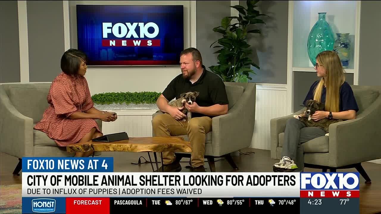 City of Mobile Animal Shelter seeks adopters for animals in need