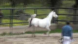 Prueba en libertad de caballos árabes de líneas españolas