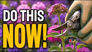 Your Verbena Needs This Every August — Most Gardeners Get It Completely Wrong