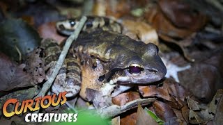 Mountain Chicken Frog | Curious Creatures