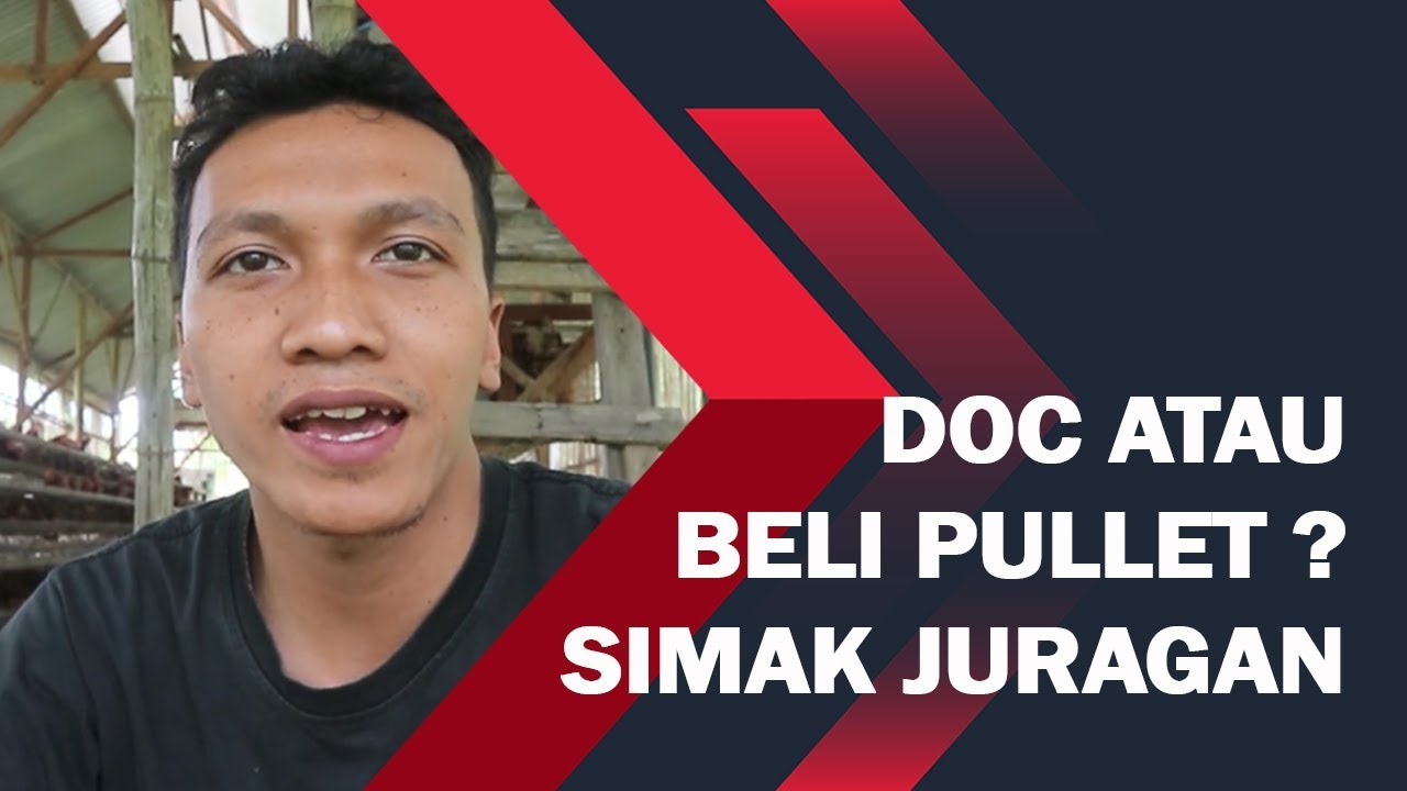 Memelihara Ayam Petelur Dari DOC Atau Beli Pullet ? 