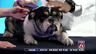 Ask a Vet: Mange