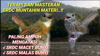 masteran srdc full isian, masteran srdc durasi panjang, masteran srdc paling ampuh