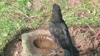 Young crow drinking