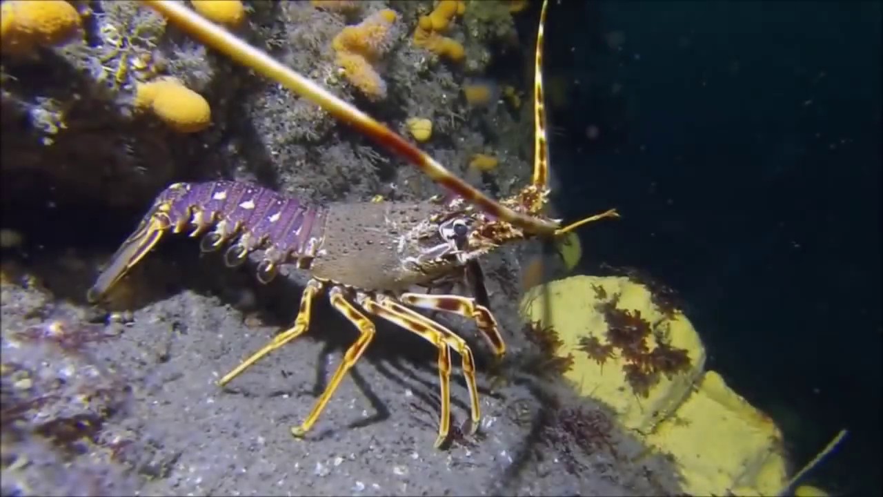 Scuba Diving in Ireland? anything to see? YouTube