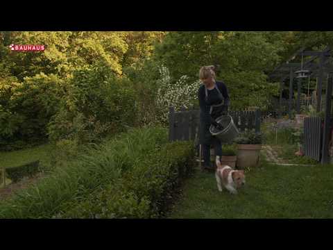 Video: Lobelia erinus: opis, sorte, fotografije, značajke sadnje i njege