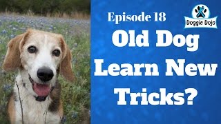 Can Old Dogs Learn New Tricks? - Dog Training Life - VLOG 29
