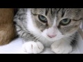 【Jean 0513】譲渡会の流れ　はじめて保護猫の里親になりたい方へ