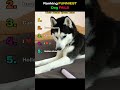 Ranking FUNNIEST Dog FAILS