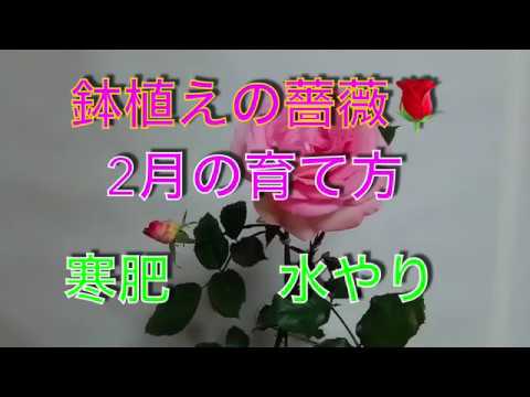 鉢植え薔薇 2月の育て方 寒肥 水やり Youtube