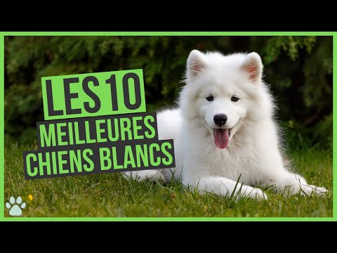 Vidéo: Races de chiens blancs