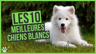 Les 10 meilleurs chiens blancs