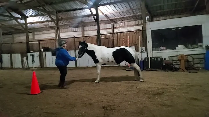 Deanna Hasler haslers Dream Angel DLDD halter nov 22