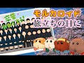 【最終回直前】モルカーが「旅立ちの日に」を歌うと思い出が溢れかえってきて涙が止まらないんだが【モルカロイド第9弾】