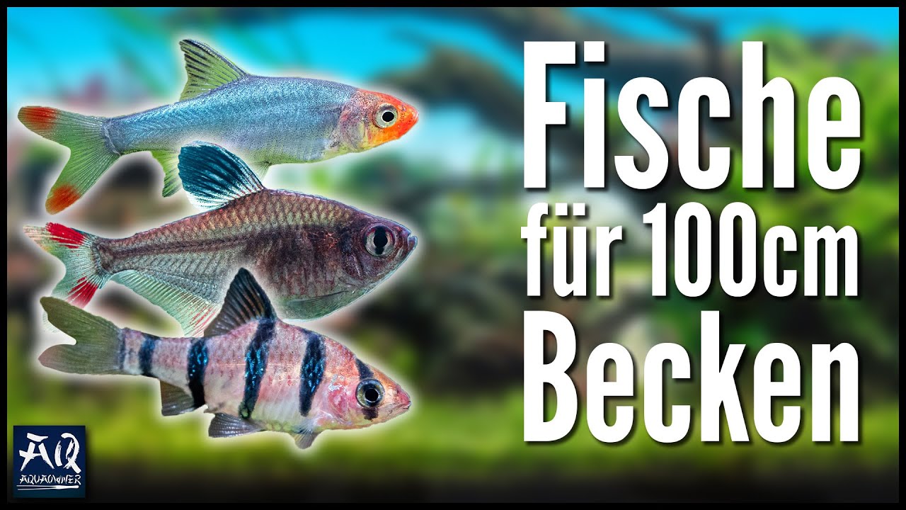 Endlich Fische für mein 100P | AquaOwner