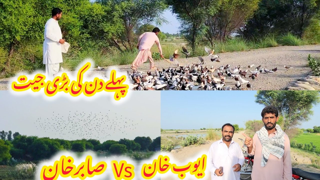 Big Pigeons Win on the First Day | Thrilling Half-Hour High Place Contest