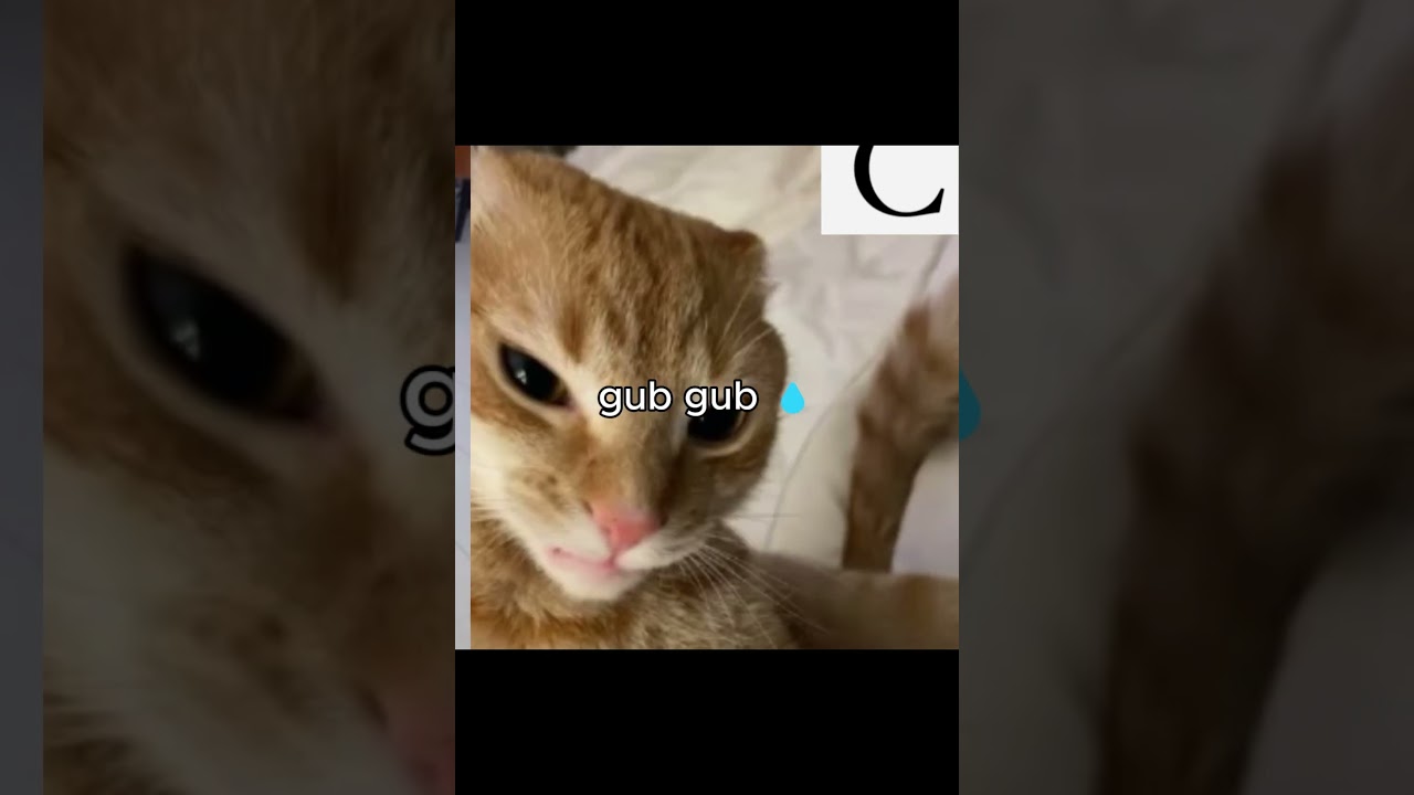 dont mess with mu gang..pt.2 