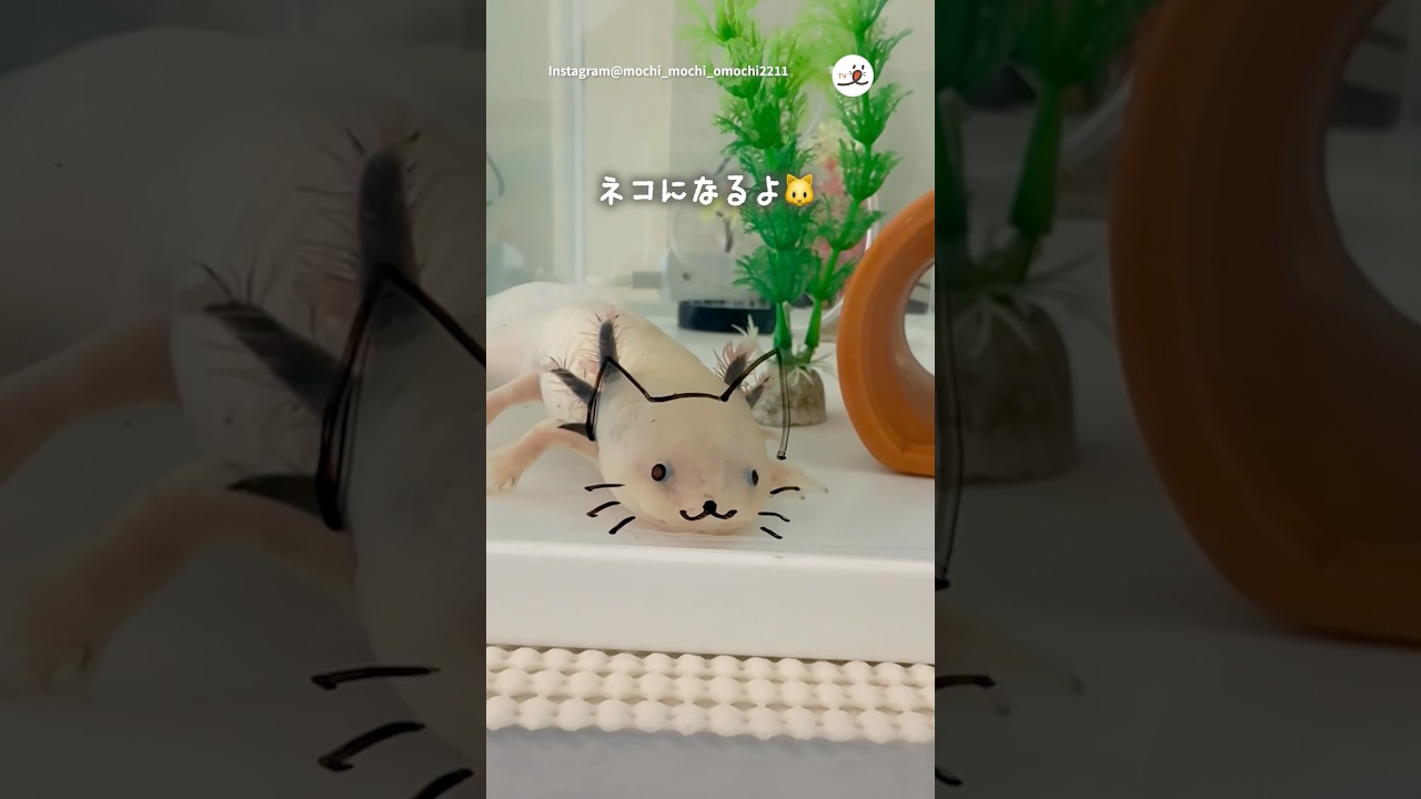 ねこ　になります。 ねこになるっ！｜PECO - YouTube
