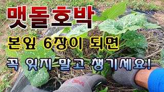 [텃밭농부. 1,067]  본잎이 6장 되면 이 작업 잊지 마세요. #맷돌호박재배