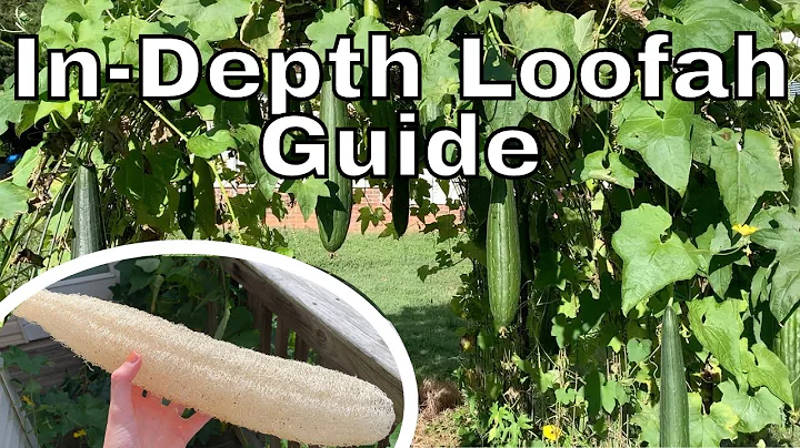 How to Grow Loofah Gourds In-Depth Guide | How to Grow Loofahs Part 3 - DayDayNews