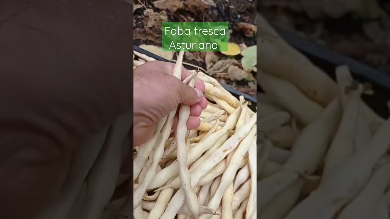 Faba Asturiana arrancada en verde para congelar. #asturias #fabada #fabes #fabada asturiana