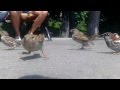 Голодные птички, часть 2