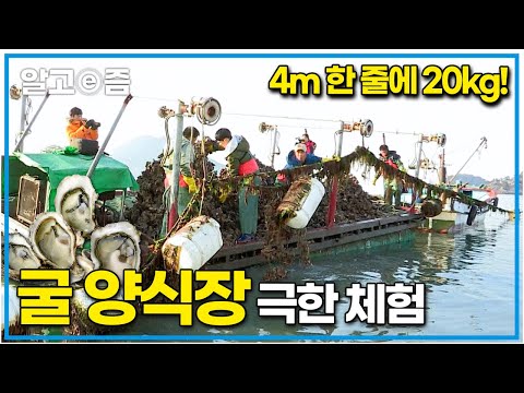 ”굴이 왜 비싼지 알 거 같아요” 강한 <strong>바닷바람</strong> 속에서 거친 굴을 계속해서 끌어 올려야 하는 굴 양식장의 고된 작업┃리얼체험 땀┃알고e즘