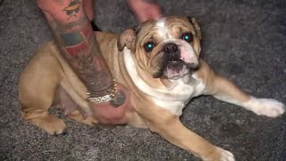 Dog that went missing after Miami Gardens shooting reunited with owner