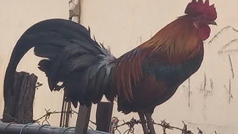 ขายไก่ป่าf2 muag qaib qus f2