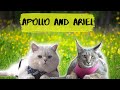 Catsanova apollo and ariel on a date hissing floppa vc fluffy british