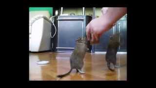 Degus Nika &amp; Lunjo doing tricks 2