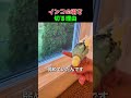 インコはなぜ飛べなくなる？