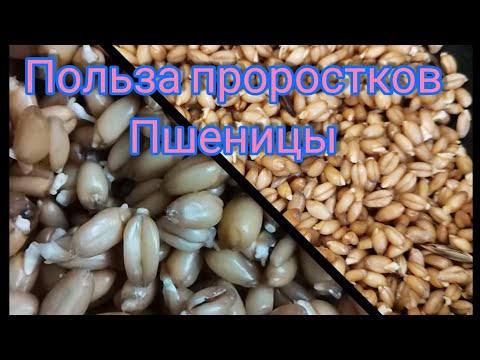 Польза проростков пшеницы для организма