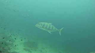 Scuba Diving Elnido Palawan