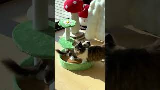 #catenrichment #modularpet #felinehabitat #sensoryplay #chat #modulaire #satisfaisant #habitat