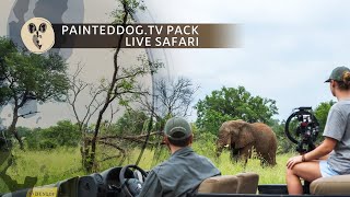 LIVE Safari Sponsored by the Painteddog.tv Pack | 13 May 2024