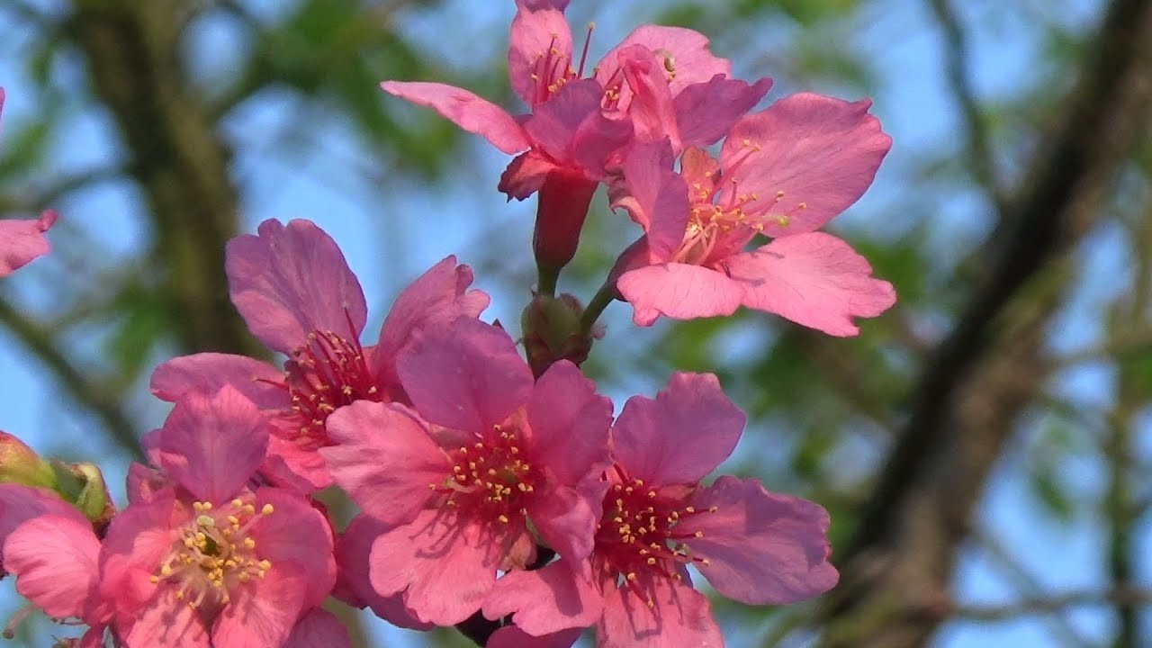 丁紹光、、【春の雨(Cherry Blossom)】 愛する