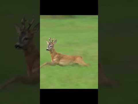 Roe Deer Hunting at Close Range#USAOutdoors #HuntingSeason #PublicLandHunting#DeerHunting