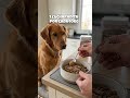 Tu mascota se rasca todo el tiempo y no sabes por qué… 👀