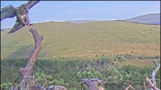 Is it the visiting Buzzard who scares Juniper off Loch Arkaig Osprey Nest Two 25 Aug 2026